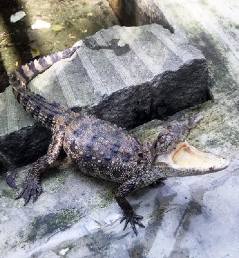 Mugger Crocodile