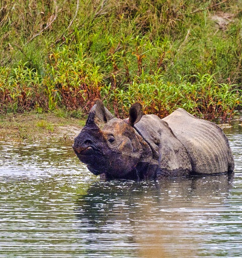 One-horned rhino