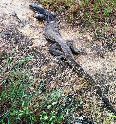 Bengal Monitor Lizard