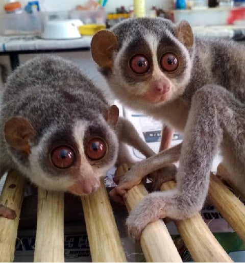 Slender Loris