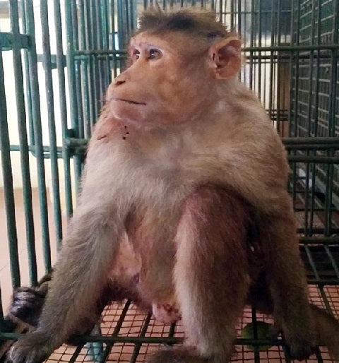 Bonnet Macaque