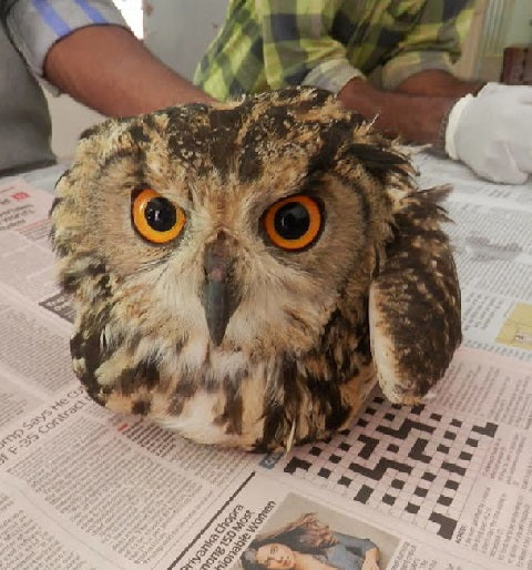 Owl