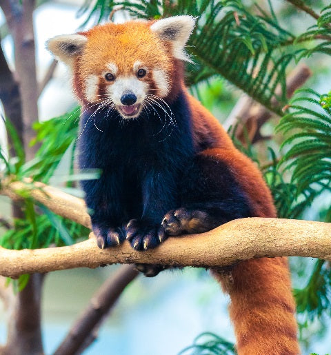 Red Panda