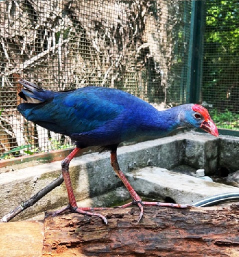 Grey Headed Swamphen