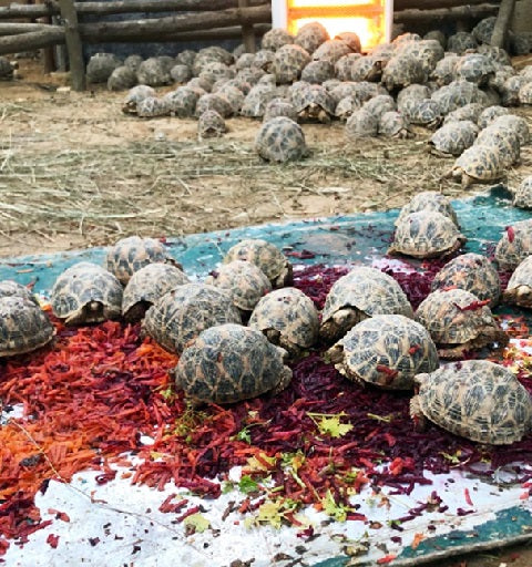 Indian Star Tortoise